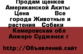 Продам щенков Американской Акиты › Цена ­ 25 000 - Все города Животные и растения » Собаки   . Кемеровская обл.,Анжеро-Судженск г.